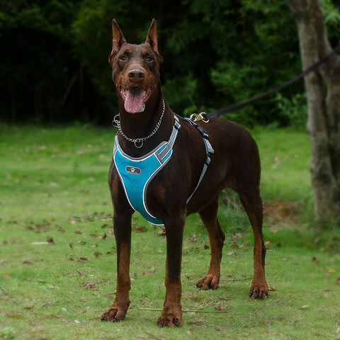 Thick dog outlet harness