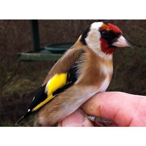 Buy Wholesale Canada Goldfinch & Finches For Sale at USD 25 | Global