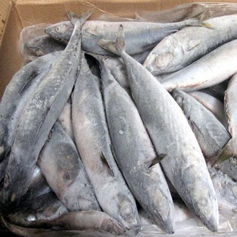 Buy Wholesale Thailand Frozen Whole Horse Mackerel Fish & Frozen Whole ...