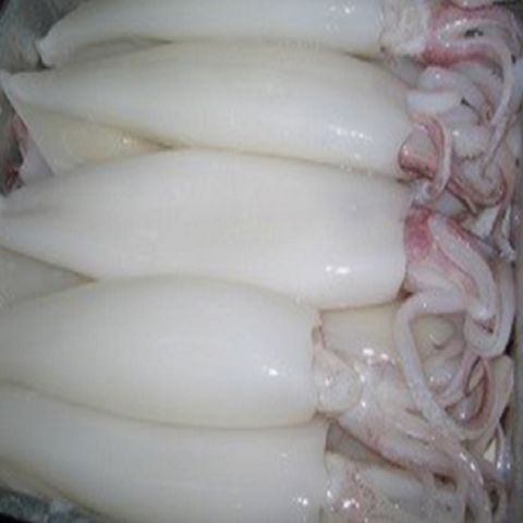 Buy Wholesale Thailand Whole Sale Factory Frozen Clean Squid & Whole
