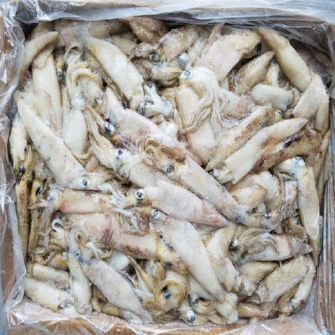 Frozen Squid Sea Fishing Bait - Buy Thailand Wholesale Frozen