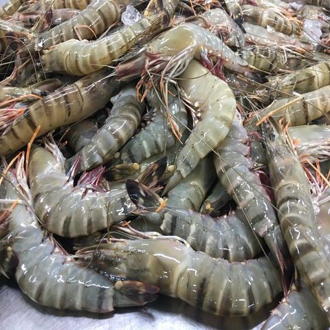 Buy Wholesale Thailand Frozen Black Tiger Shrimp Headon Shellon Top ...