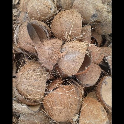 Coconut Shell Shell Coconut Fiber Coconutfiber 