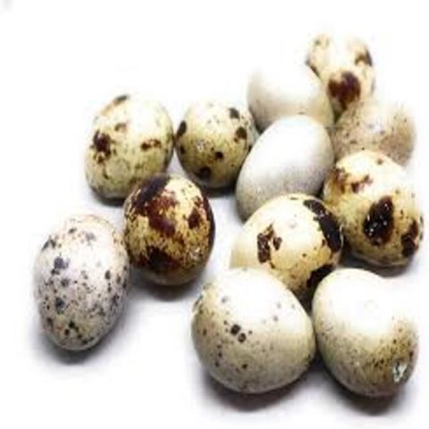 Buy Wholesale United States Quail Eggs Supplier & Quail Eggs, Brown