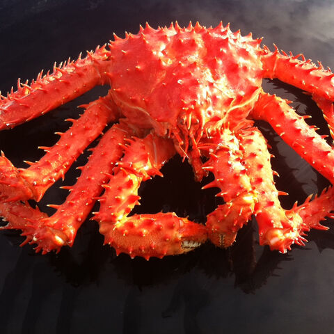 Live Crab in market :-  : Buy & Sell Online in Uganda