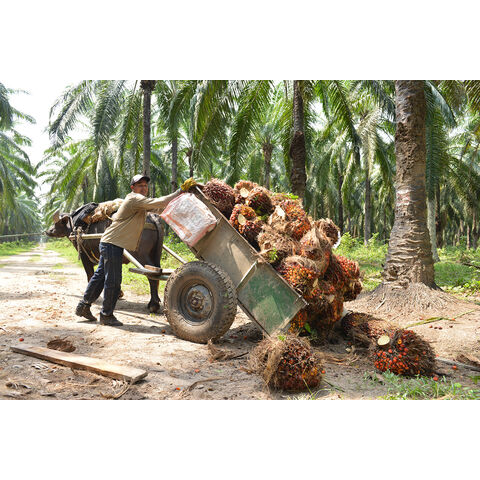 Buy Wholesale South Africa Palm Oil - Olein Cp10, Cp8, Cp6 For Cooking