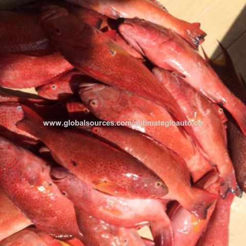 Wholesale fish food clearance suppliers