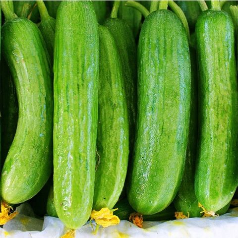 Buy Wholesale Canada Quality Fresh Cucumber/ Fresh Cucumber For Sale ...