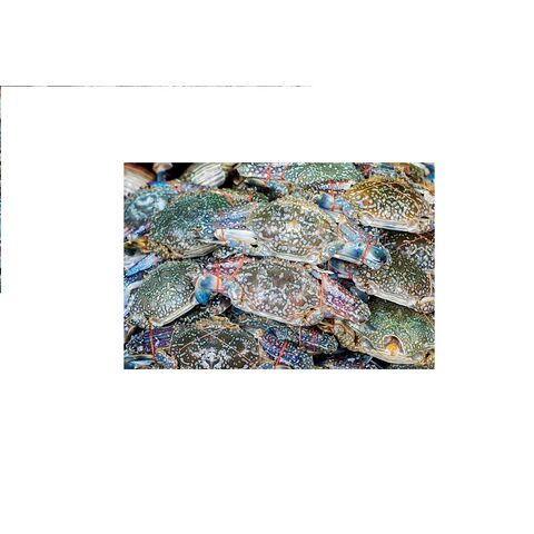 Kepiting Renang Biru Beku, Kepiting Laut Grosir for sale at factory direct price