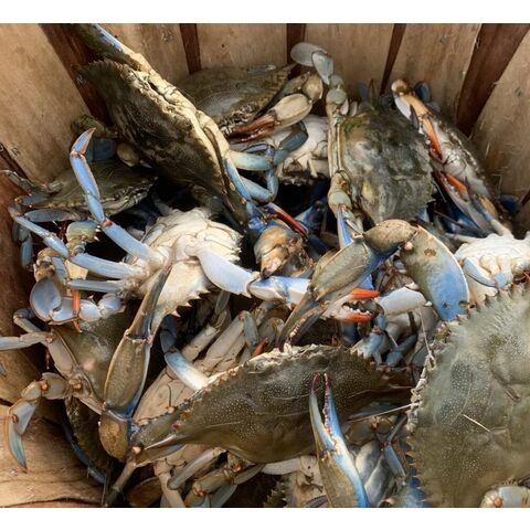 Kepiting Biru Beku dan Rajungan Tiga Bintik Grosir - Makanan Laut Beku Premium for sale at factory direct price