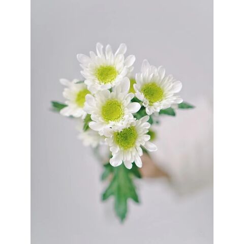 Achetez en gros Vente En Gros De Fleurs Fraîches Coupées