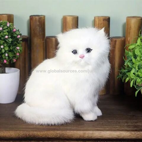 Toy persian kittens for cheap sale