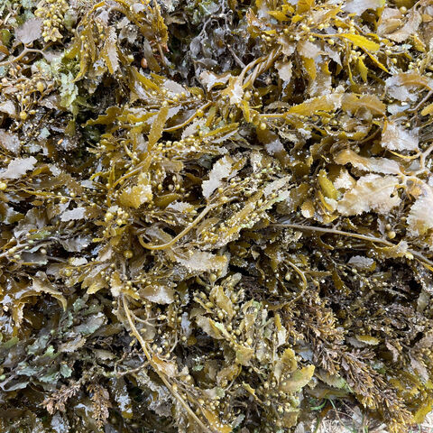 Dried Sargassum All Natural Ocean  Organic Sundried Seaweed For Export In Bulk for sale at factory direct price