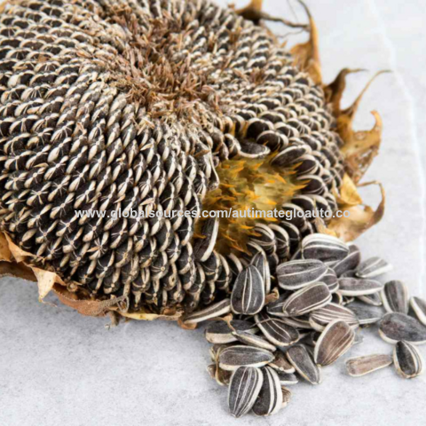 Buy Wholesale South Africa Bulk Hybrid Organic White Sunflower Seeds ...