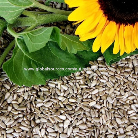 Graines de Tournesol Entières Crues