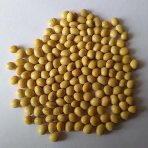 Soybean Kds 992 Soyabean Seeds, Packaging Type: Bags, Packaging Size: 15 KG  at Rs 4500/bag in Latur