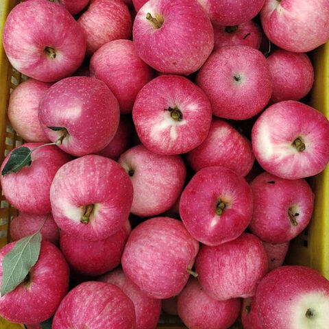 Organic Gala Apples from China, Gala Apple Wholesale