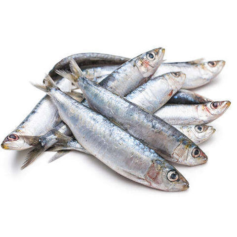 Fresh Sardines