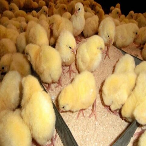 Buy Wholesale Canada A Type Automatic Poultry Farm Baby Chick Brooder ...