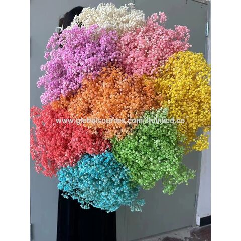 Preserved Gypsophila Flowers All Colors Dry Baby Breath Wholesale Baby  Breath Flowers Dried Flowers - China Preserved Gypsophila Flowers and Dry  Baby Breath price
