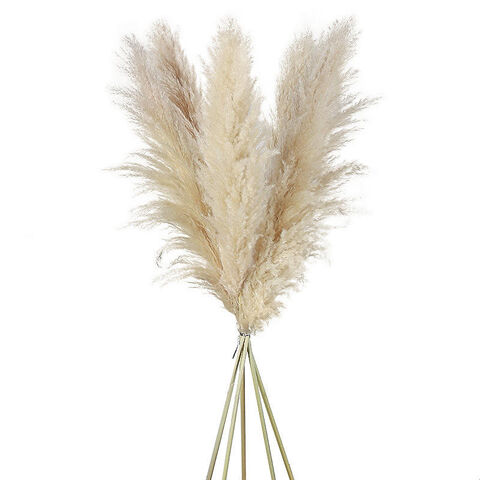 Top Seller Decorative Dried Flowers Dried Pampas Grass 120 Cm Large  Pampas for Home & Weddings Decoration - China Pampas Grass and Grass for  Home or Weddings Decoration price