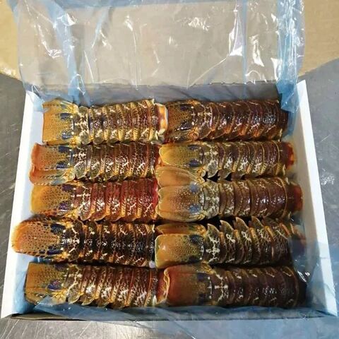 Buy Wholesale Kenya Low Price Frozen Lobster Frozen Lobster Tails Fresh ...