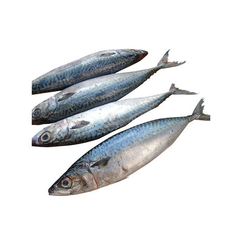 Buy Wholesale United Kingdom Horse Mackerel Fish | Big Eye Mackerel ...