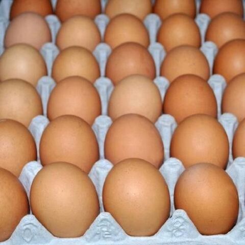 بيض مائدة بني وأبيض دجاج دجاج جديدة / بيض مائدة دجاج جديدة بني وأبيض for sale at factory direct price