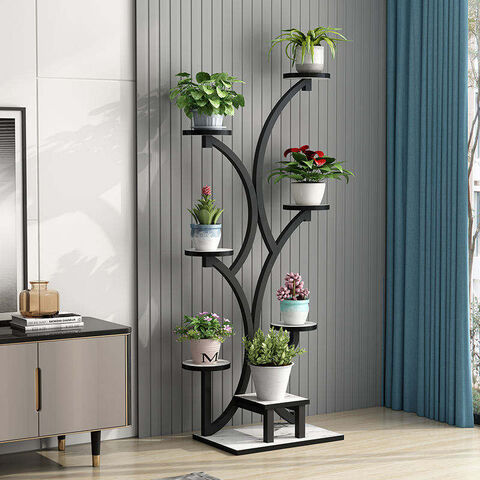 dracaena reflexa Dracaena Reflexa (Song of India)