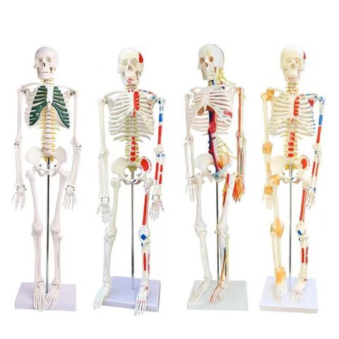 Buy China Wholesale High Quality 45cm Human Anatomical Anatomy