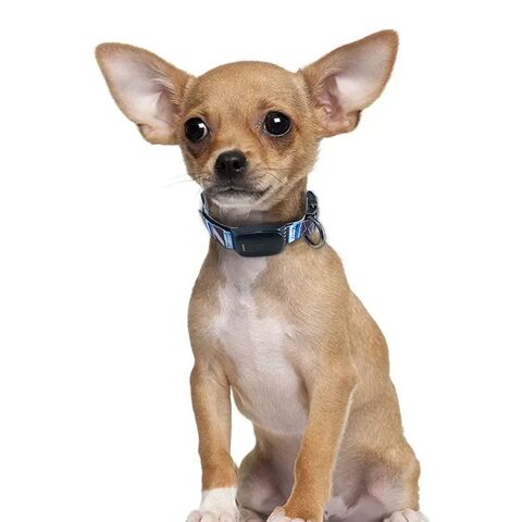 Perro Gato Collar de PET de 6 equipos de luz LED impermeable, collar de  perro de