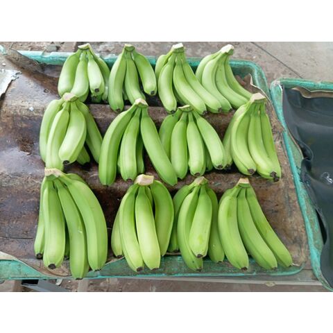 Banana Cavendish Orgânica Para Venda / Banana Verde Orgânica Atacado / Comprar Banana Cavendish de Qualidade Grau A+ Para Venda a Granel