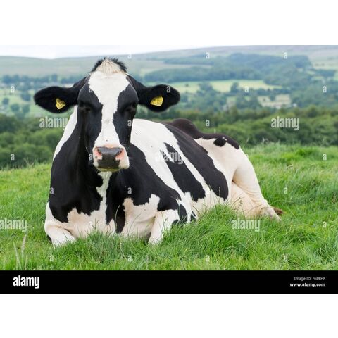 Holstein Friesian Cows For Sale - Expore Germany Wholesale Holstein