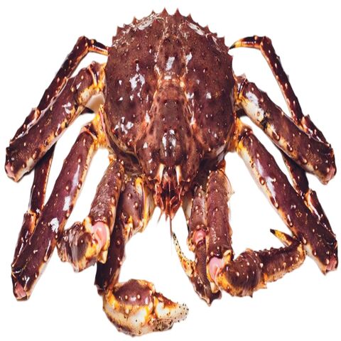 Quality Wholesale Whole Alaskan Legs Norwegian Soft Shell Crabs Mud