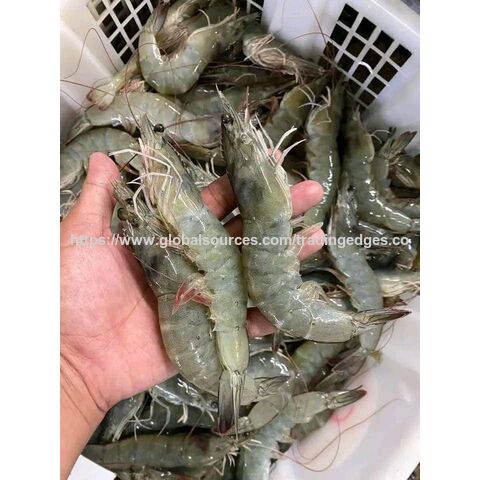 Grosir Udang Windu Segar Beku Kualitas Terbaik for sale at factory direct price