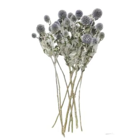 Grosir Buket Thistle Globe Kering 8 Kepala - Tanaman Bunga Kering Biru Alami Dekorasi Rumah
