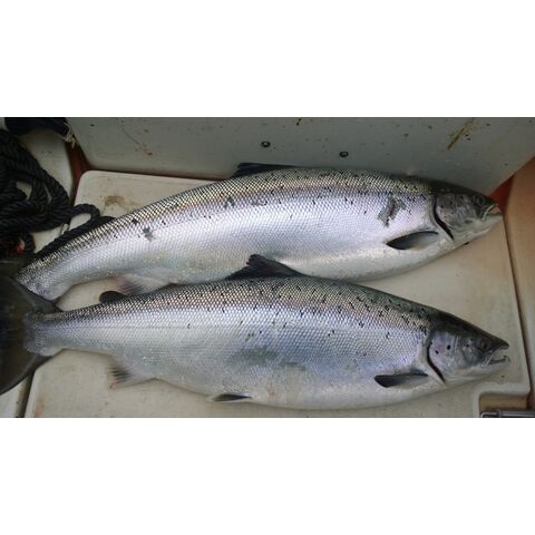 Frischer Atlantischer Lachs | Frischer Norwegischer Lachs - SUP | Lachs aus Norwegen | Atlantischer Lachs (Salmo salar) for sale at factory direct price