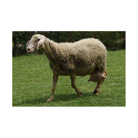 High Quality Sheep Available For Sale Assaf Sheep - South Africa ...