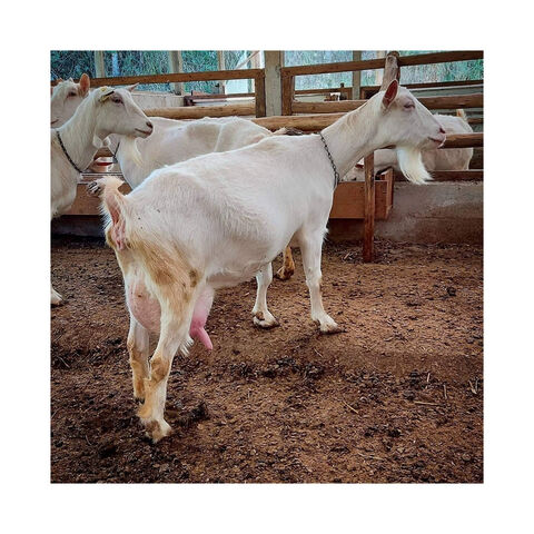Original raza Saanen leche cabras para la venta