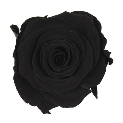 Neues Design Frische Schwarze Rose, OEM-Bestellungen Willkommen