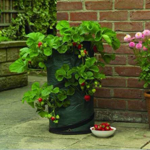 Versatile Grow Bags in Different Sizes and Patterns