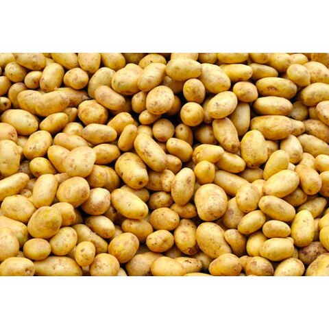 Yellow Potatoes Organic Fresh Potatoes. Fresh Potato Price In China ...