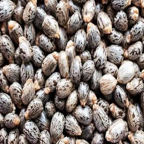 بذور الخروع وزيت الخروع. بيع بالجملة والكميات الكبيرة. بذور الخروع البنية المجففة. رخيصة جدا وشحن مجاني.