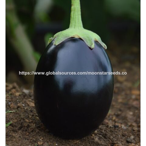 Graines Hybrides F1 d'Aubergine Black Beauty - Qualité Premium pour Grossistes for sale at factory direct price