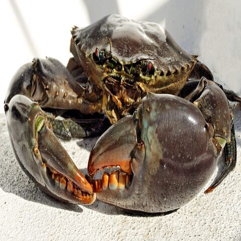Kepiting Bakau Hidup Siap Ekspor / Kepiting Bakau Hidup Terlaris dengan Pengiriman Gratis Siap Dijual for sale at factory direct price