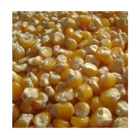 ذرة صفراء - ذرة صفراء حلوة فرنسية بالجملة لتغذية الحيوانات | حبوب ذرة مجففة بالجملة for sale at factory direct price