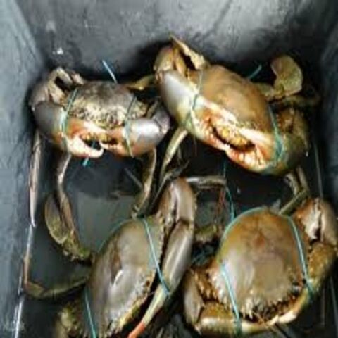 Kepiting Bakau Hidup adalah pilihan makanan laut premium yang bersumber secara berkelanjutan, dihargai karena rasa yang kaya dan fleksibilitas kulinernya. for sale at factory direct price