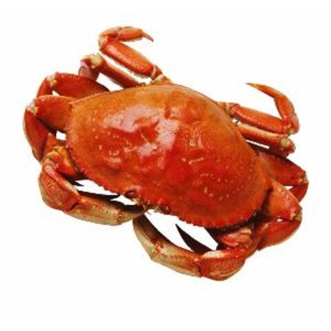 Kepiting Raja Utuh Beku Grosir Tersedia. Beli Kaki Kepiting Raja Harga Murah Grosir Untuk Dijual. for sale at factory direct price