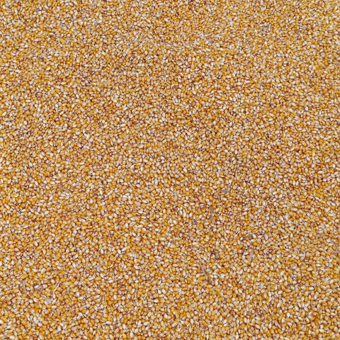 Milho (OGM ou NÃO OGM) / Milho Amarelo e Milho Branco para Alimentação Humana e Animal - Venda por grosso