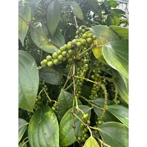 رشاشة فلفل أسود for sale at factory direct price